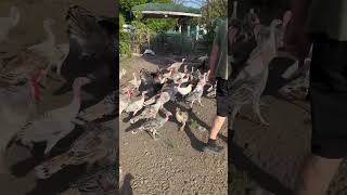 #turkey #world #tame #animals #birds in #philippines #2024 #vacation