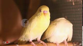 The Budgerigar