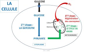 Respiration cellulaire : glycolyse, cycle de Krebs, coenzymes NAD+ et chaîne respiratoire