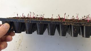 Abundance of Propagated Beets! Watch As Our Tray Overflows With Healthy Beet Seedlings!