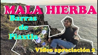 "MALA HIERBA" Qué función cumple en el jardín?| Flora en Barras de Piaxtla