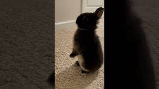 NETHERLAND DWARF CUTENESS OVERLOAD