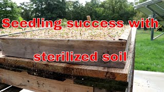 Mittledier Garden: watering seedlings and success with sterile soil