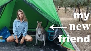 I WAS ATTACKED BY A WALLABY!!