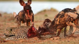 10 Heartbreaking Leopard Fights That Ended Fatally!