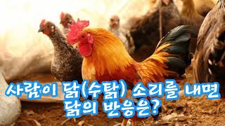 사람이 닭🐔(수탉) 소리를 내면 닭의 반응은? How does a rooster react when a person imitates the rooster voice?