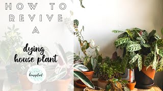 How to Rehab A Dying House Plant||house plant care tips