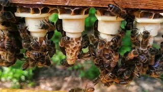 Élevage de reines noires et cuisine au miel de noire , équitable et durable - Apiculture S02E10