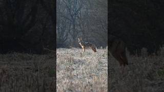 Heart Shot! #foxpro #coyote #hunting #shorts