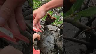 Mud Crabbing #shorts