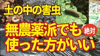 土の中の害虫対策、イチオシはダイアジノン。無農薬派のかたにもおすすめの非浸透移行性です。