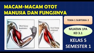 MACAM-MACAM OTOT MANUSIA #macammacamototmanusia #muatanipa #tema1subtema2 #kelas5 #dadangwahyudin