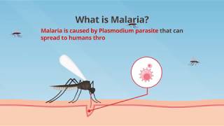 World Malaria Day