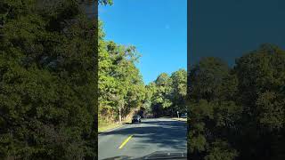 Spooky Dead Trees At KVCC