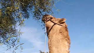 Desert big camel is eating tree🌲. #viralvideo #camels