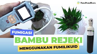 Fumigasi pada tanaman Bambu Rejeki tetap segar tidak layu | Fumigation on Lucky Bamboo