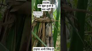 0238 Ganna Variety #farming #sugarcanefarming #agriculture #sugarfarming #punjabi #shorts