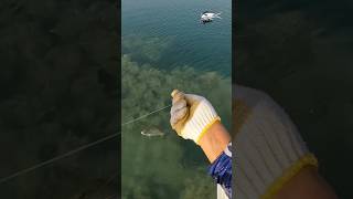 See how this man catches fish without using a fishing rod😱🎣#fishvideo #fishing #foryou #fish#seafish