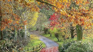 Bodenham Arboretum - An Autumn Walk