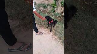 OMG ye kya ho gya😱😱😱😱😭😭😭😭😭🥹🥹💞💞💞💝💝#viral  #dog #viralshort  #doglover #video#shorts#sad