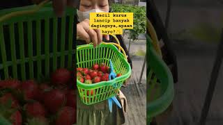 Kecil Kurus lancip apan hayo? tebak tebakan #strawberry #tebaktebakan #dlaspurbalingga