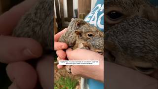 This family rescued a litter of newborn squirrels and adopted them #animalshorts