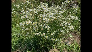 Nature Lesson  -Willow Aster