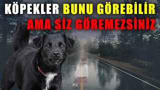 Köpeklerin Görüp Hissettiği Ama Sizin Görüp Hissedemediğiniz Şeyler