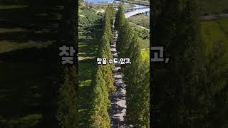 숨겨진 메타세콰이어 명소 소개해드릴게요. 이곳은 화순 능주메타세콰이어길입니다.#화순여행 #화순가볼만한곳 #화순여행지 #여행지추천 #메타세콰이어길 #메타세콰이어 #전남가볼만한곳