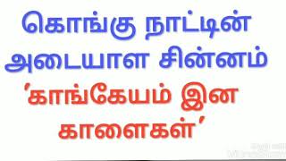 கொங்கு நாட்டின் அடையாள சின்னம் "காங்கேயம்  இன காளைகள்"