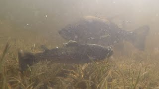 Bass Attacking Big Swimbait! (Underwater Fishing Footage)