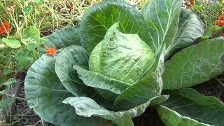 Huge Cabbage from Aquaponics