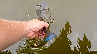 INSHORE FISHING ON THE INDIAN RIVER FOR WHAT EVER BITES