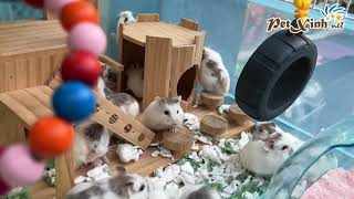 Giới thiệu lồng hamster siêu lớn