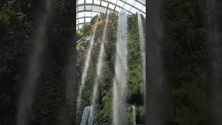 CLOUD FOREST SINGAPORE #travel #plants #garden #nature #discoversingapore #expo #explore #singapore