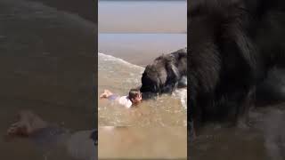 caring dog 😱अपनी मालिक की हिफाजत करता है 👍#shorts #facts #viralvideo #animals