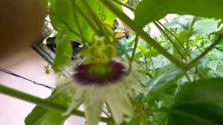 passion fruit flower