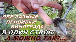 Как НАДЁЖНО привить виноград?! Варианты, способы, которые нужно применить у себя!