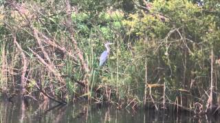 Thomas and Jan's wildlife story