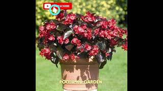 इस तरह देखभाल करें तो कभी नहीं मरेगा बेगोनिया#song#begonia#bts#kpop#shorts#gardening#foryou#trending