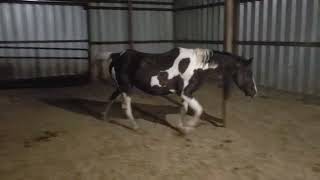 Bigger tall means running and jumping! Newborn filly day 3!