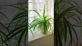 Spider Plant is an Ideal Indoor Plant #shorts