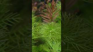 Aquarium Plants Pearling #shorts #fish #aquascape #viral #aquarium #music