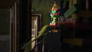 Toy Switcher-roo! Quaker Parrot