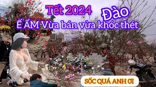 CHỢ ĐÀO TẾT 2024 Ế ẨM CHỦ VƯỜN VỪA BÁN VỪA KHÓC Ở NHÀ VẪN NGHE TIẾNG GÀO