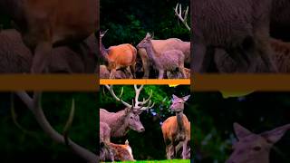 Deer | Funny Deer Sound Wild Animals #shorts #wildlife #deer