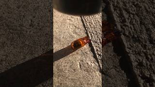 16 year old amber blinker bulb VS mini sledge hammer