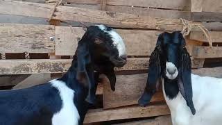 KAMBING BETINA HARGA MURAH DI MUSIM KEMARAU