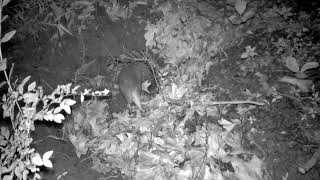 🦊WHO GOES THERE? We found a large hole in our backyard. #trailcam #backyard #habitat