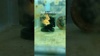 Jewal cichlids fry #ornamentalfish #fish #cichlid #fishkeeping #fishbreeding #fishfry #hobbies #pet